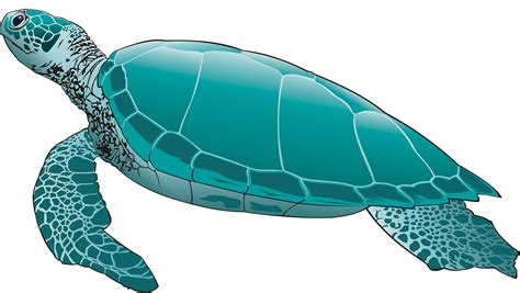 Explore 16,906+ Free Sea Turtle Illustrations: .